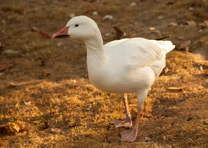 De Cantarel Sint-Pieters-Voeren